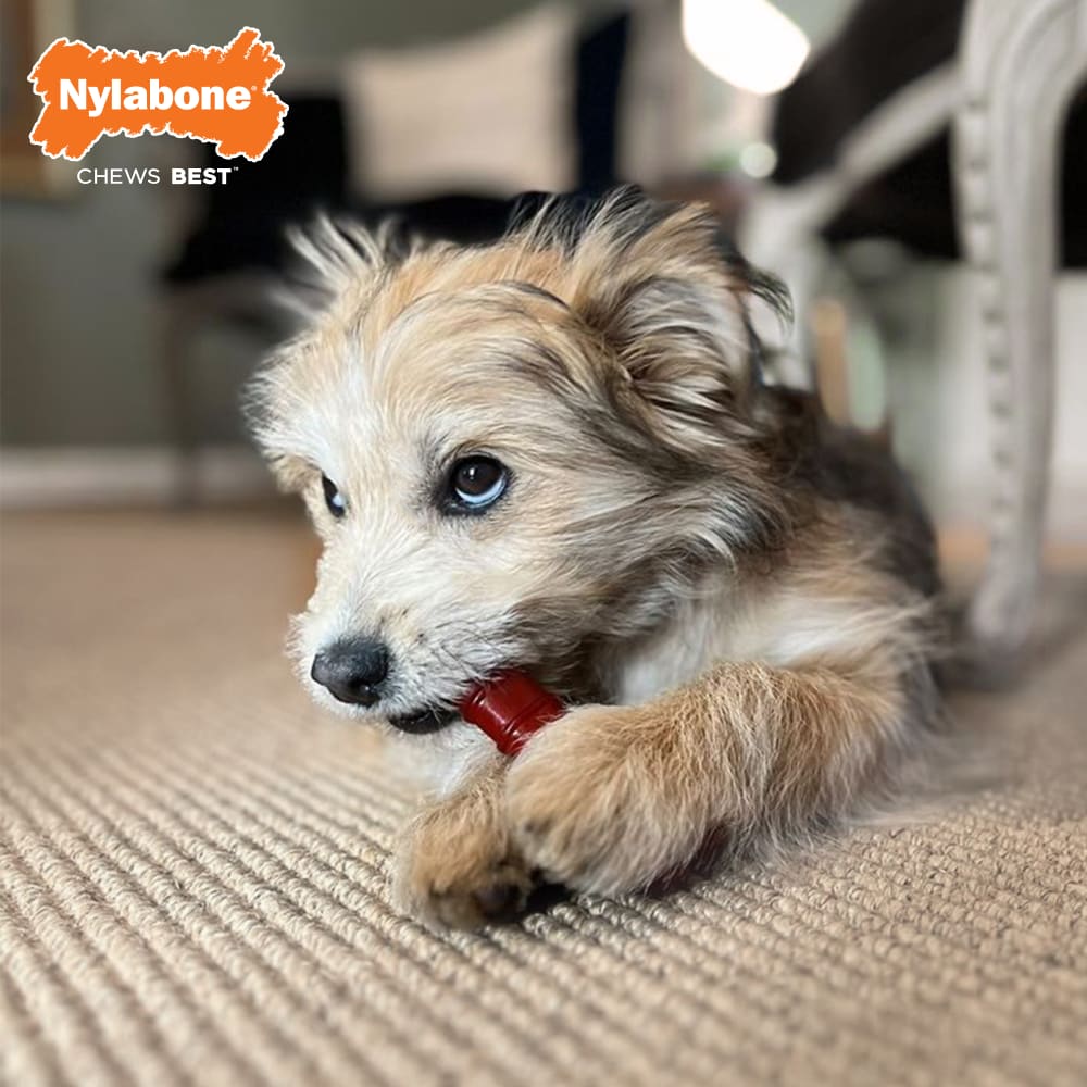 Nylabone Power Basted Blast Bone Twin Pack Steak/Bacon