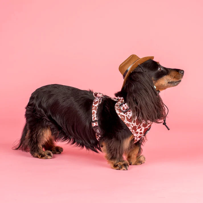 Pablo & Co Adjustable Harness Rodeo