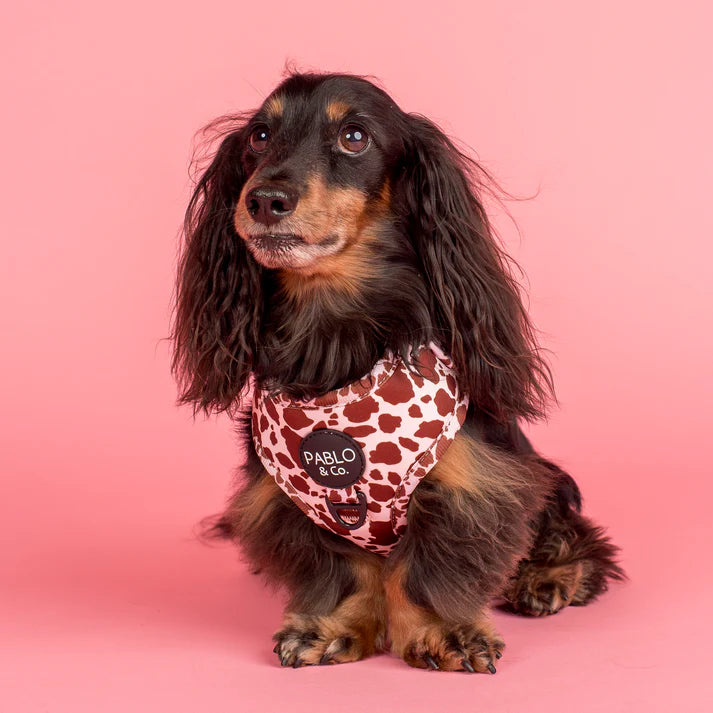 Pablo & Co Adjustable Harness Rodeo