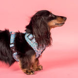 Dachshund wearing a floral harness on a pink background