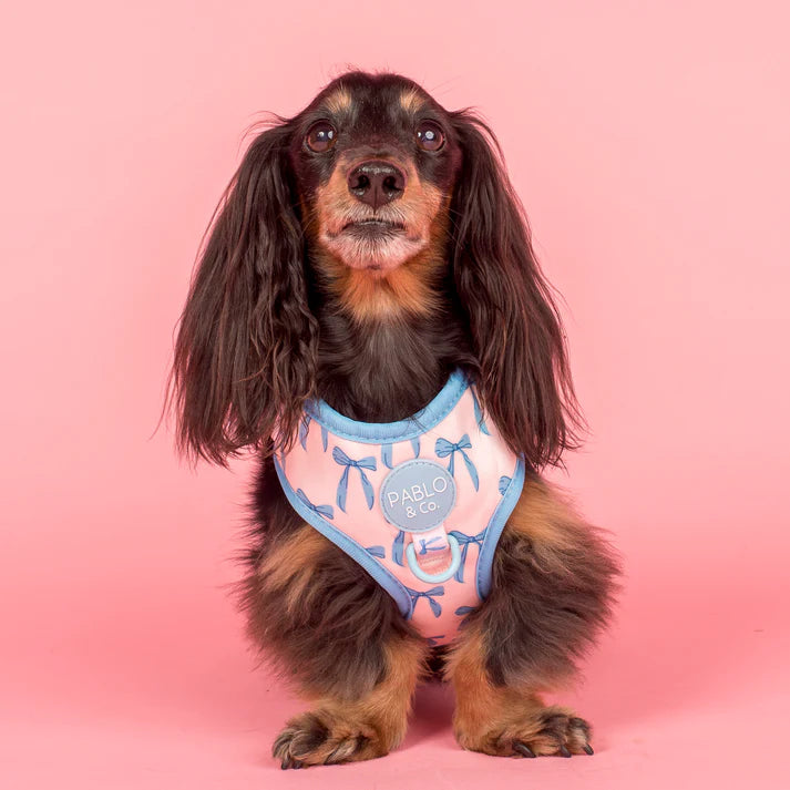 Pablo & Co Adjustable Harness Baby Blue Bows