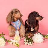 Pablo & Co Adjustable Harness Petal