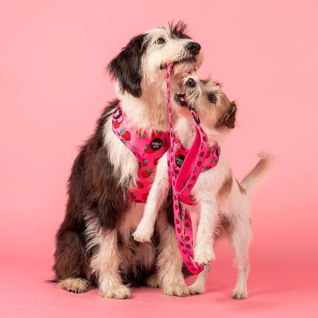 Pablo & Co Adjustable Harness Strawberries