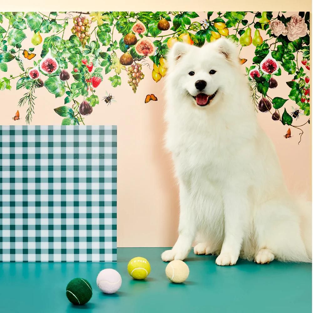 Upmarket Pets & Aquarium | Gummi X The Commons - Tennis Balls Pack | Shop dog toys online