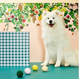 Upmarket Pets & Aquarium | Gummi X The Commons - Tennis Balls Pack | Shop dog toys online