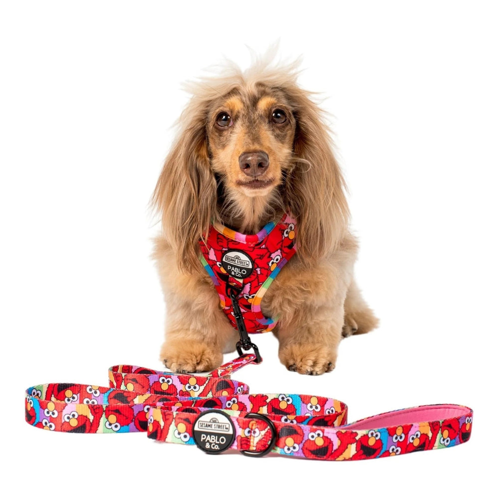 Upmarket Pets & Aquarium | Pablo & Co Elmo Dog Leash | Shop dog harness collar & leads online