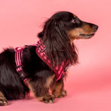 Pablo & Co Adjustable Harness Blushing Stripes