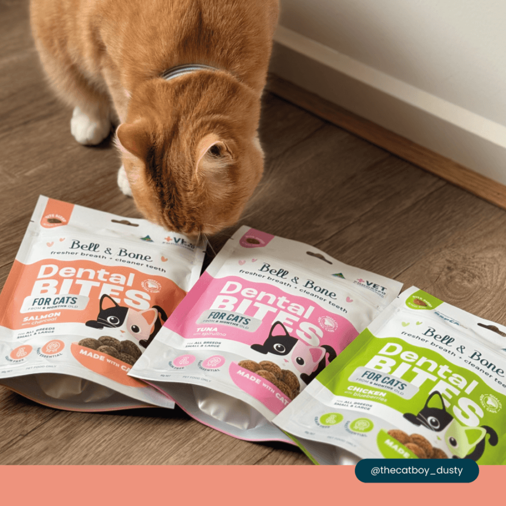 Bell and Bone Cat Dental Bite - Salmon With Charcoal