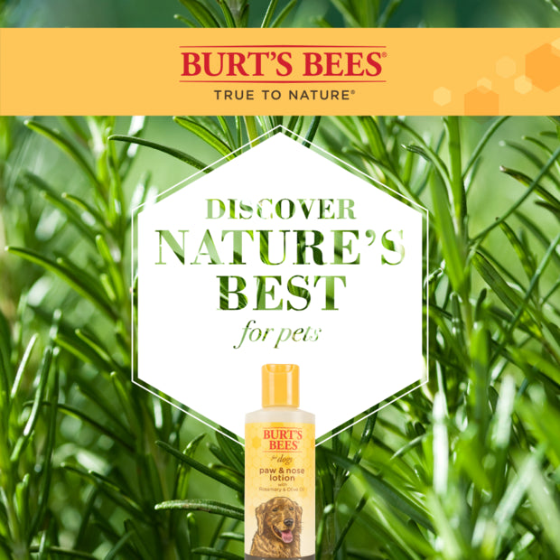 Burts Bees Paw & Nose Lotion with Rosemary and Olive Oil