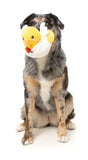 FuzzYard Cupid Duck Dog Toy