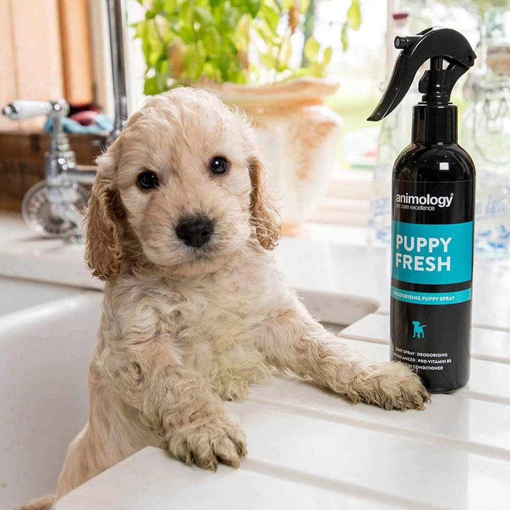 At Home Grooming Starter Bundle