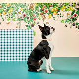 Gummi X The Commons - Collar