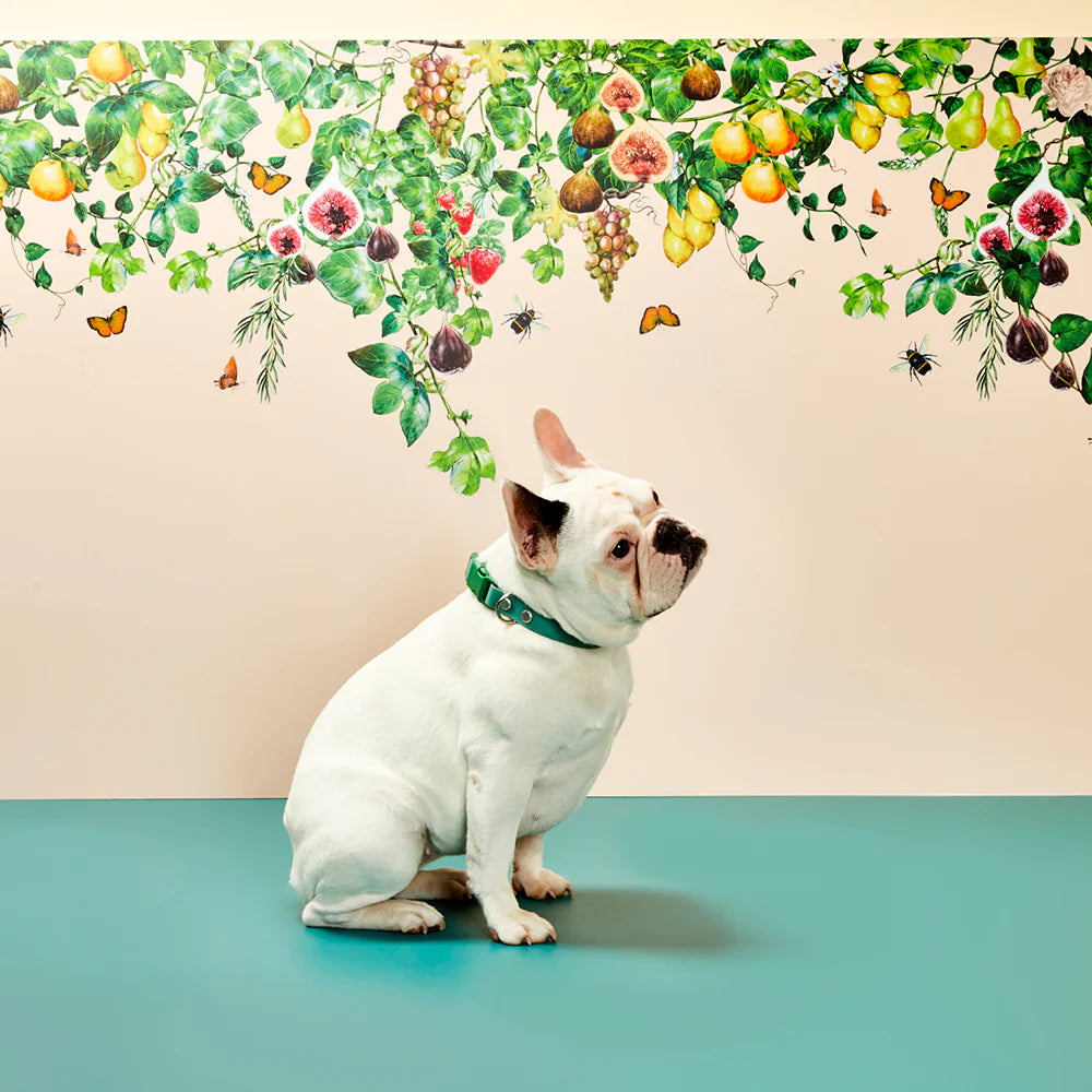 Gummi X The Commons - Collar