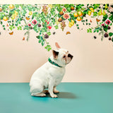 Gummi X The Commons - Collar