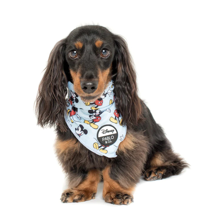 Pablo Co Dog Bandana The Original Mickey Mouse Upmarket Pets Melbourne