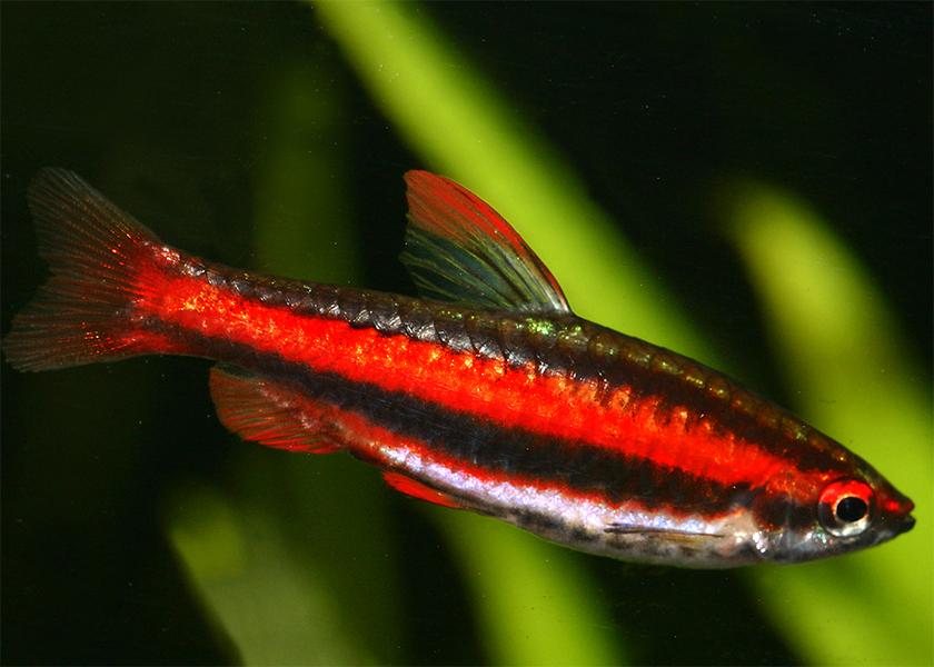 Pencil Fish Upmarket Pets Melbourne