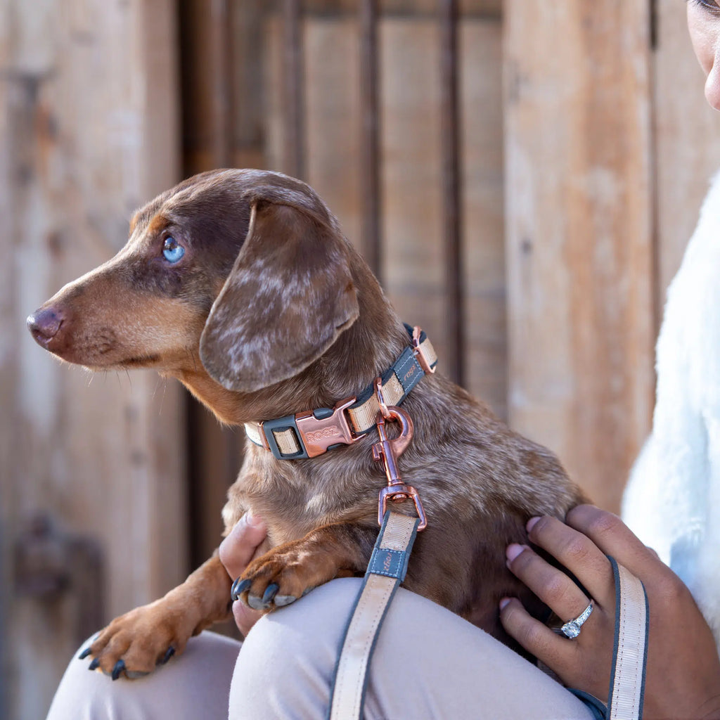 Rogz Urban Classic Collar Pink Blush