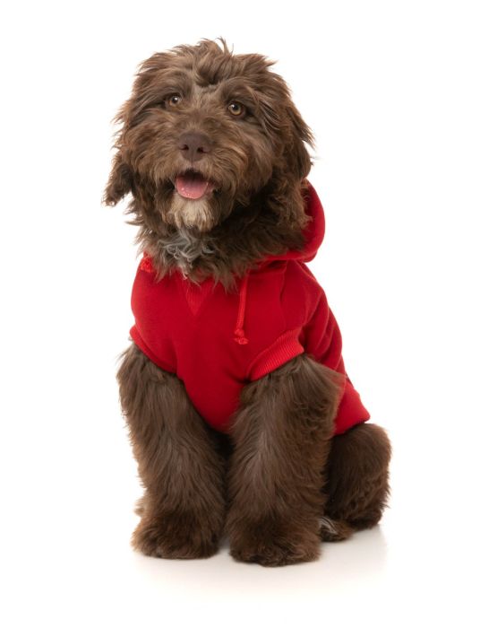 FuzzYard - Zoomies Hoodie