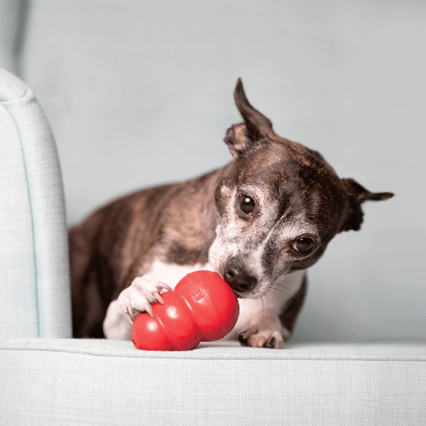 Kong Classic Dog Toy