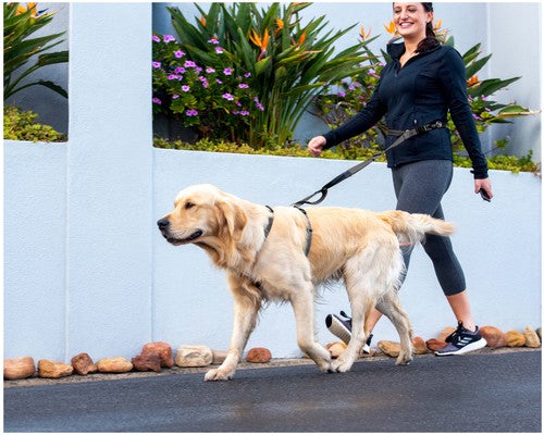 Rogz Specialty Handsfree Lead