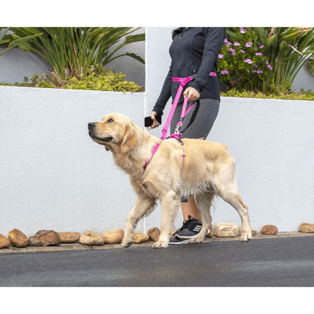 Rogz Specialty Handsfree Lead