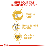 Royal Canin Cat British Shorthair