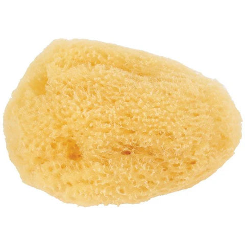 Hermit Crab Sea Sponge