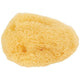 Hermit Crab Sea Sponge