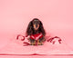 Pablo & Co Dog Blanket Velvet Blush Bows