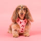 Pablo & Co Adjustable Harness Velvet Blush Bows