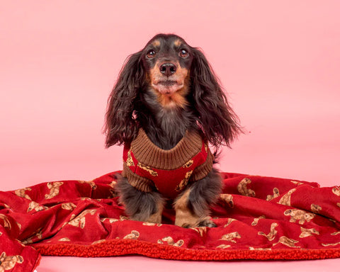 Pablo & Co Dog Blanket Henry Bear