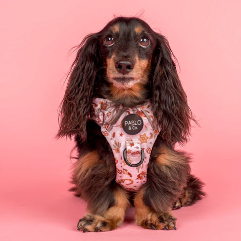 Pablo & Co No Pull Adventure Harness Howdy