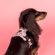 Pablo & Co No Pull Adventure Harness Howdy