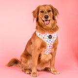 Pablo & Co Adjustable Harness Posy