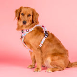 Pablo & Co No Pull Adventure Harness Posy