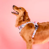 Pablo & Co No Pull Adventure Harness Posy