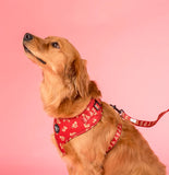 Pablo & Co Adjustable Harness Henry Bear
