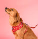 Pablo & Co Adjustable Harness Henry Bear