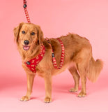 Pablo & Co Adjustable Harness Henry Bear