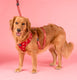 Pablo & Co Adjustable Harness Henry Bear