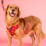 Pablo & Co Adjustable Harness Henry Bear