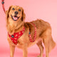Pablo & Co Adjustable Harness Henry Bear