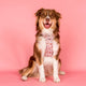Pablo & Co No Pull Adventure Harness Howdy