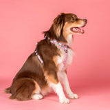 Pablo & Co No Pull Adventure Harness Posy