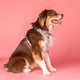 Pablo & Co No Pull Adventure Harness Posy