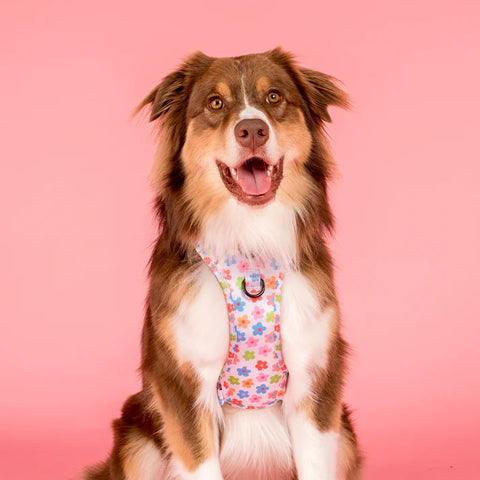 Pablo & Co No Pull Adventure Harness Posy
