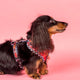 Pablo & Co Adjustable Harness Cars