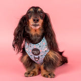 Dog wearing a patterned harness with 'Pablo & Co' on a pink background