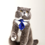 PIDAN Pet Bow Tie Cat Blue Tiger