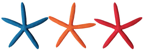 Hermit Crab Starfish